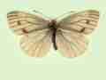 Pieris napi female (aberrant form basinigra) (Internet Image property of respective owner, non-commercial use only)